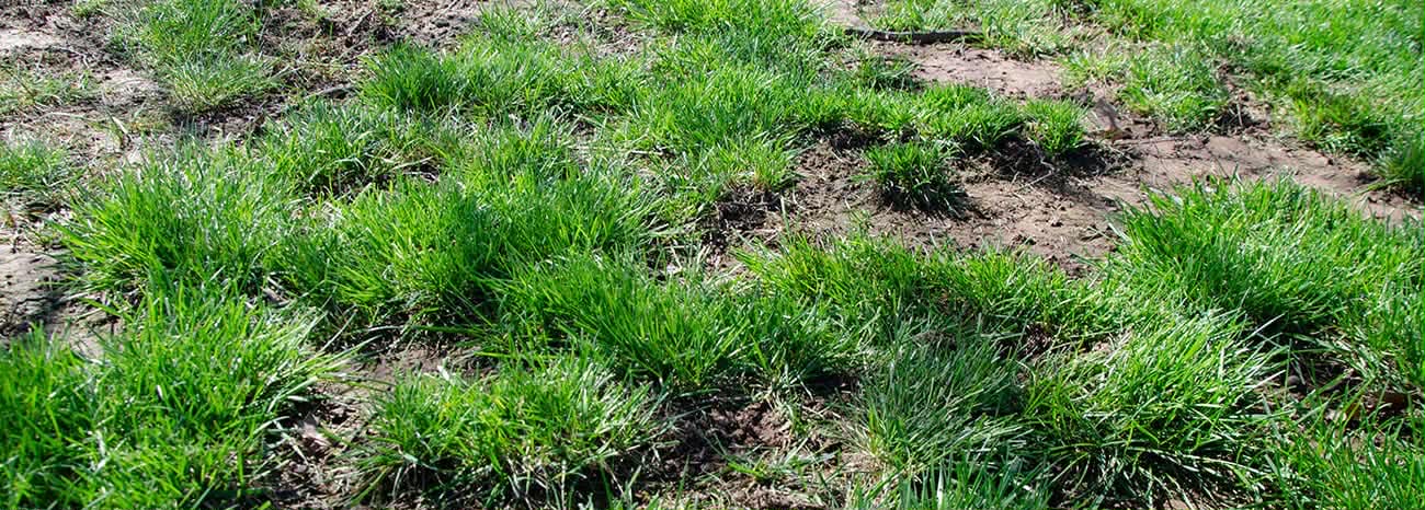 brush removal in the Chicagoland Area4