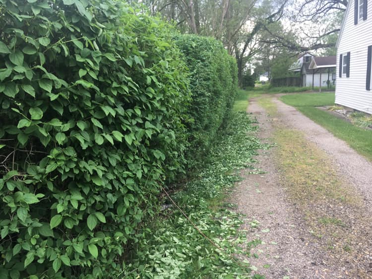 brush removal in the Chicagoland Area4