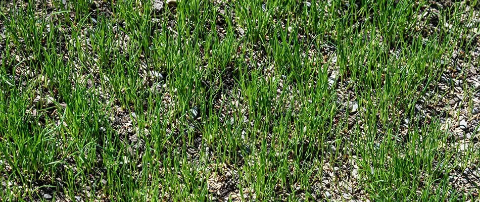 brush removal in the Chicagoland Area4